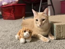 Lost Male Cat last seen Ash Lane, Hwy 360, Euless, TX 76039