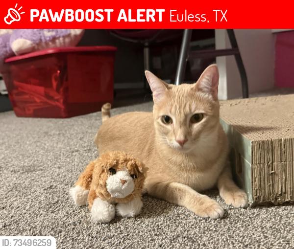 Lost Male Cat last seen Ash Lane, Hwy 360, Euless, TX 76039