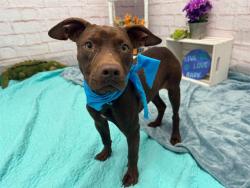 Shelter Stray Male Dog last seen Near BLOCK CARRIE ST, DETROIT, MI 48234, 1431 E Ferry St, Detroit, MI 48211, USA