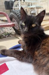 Lost Male Cat last seen Round up or bluff or in the hses across the path in corona, Norco, CA 92860
