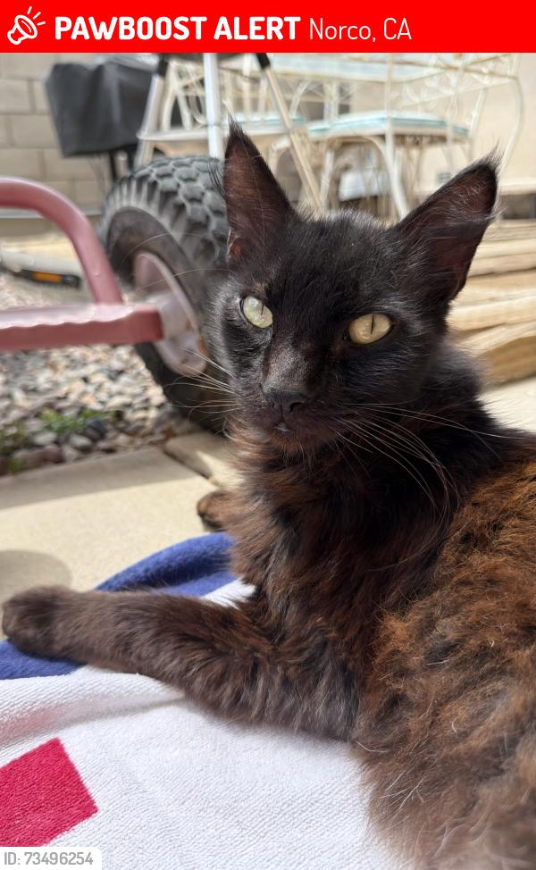 Lost Male Cat last seen Round up or bluff or in the hses across the path in corona, Norco, CA 92860