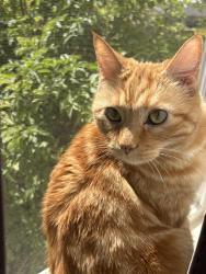 Reunited Male Cat last seen Near templeton park cir apt 306, Colorado Springs, CO 80917