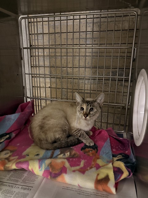 Shelter Stray Female Cat last seen , 4275 Elton St, Baldwin Park, CA 91706, USA