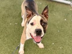 Shelter Stray Male Dog last seen , 11361 W Pico Blvd, Los Angeles, CA 90064, USA