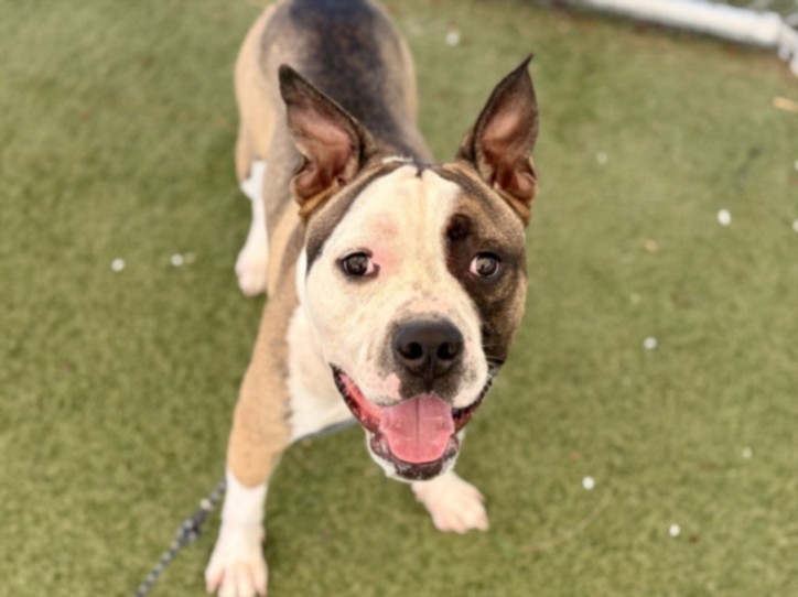 Shelter Stray Male Dog last seen , 11361 W Pico Blvd, Los Angeles, CA 90064, USA
