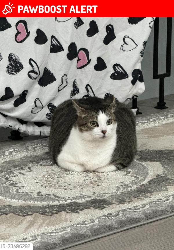 Lost Female Cat last seen 19th and Bayview, Richmond Hill, ON L4S 1G9
