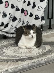 Lost Female Cat last seen 19th and Bayview, Richmond Hill, ON L4S 1G9