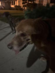 Reunited Male Dog last seen The mint, Los Angeles, CA 90035