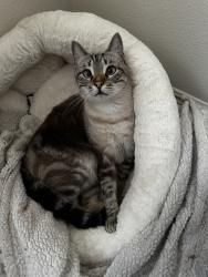 Lost Male Cat last seen Shanley ave, Apache Junction, AZ 85120