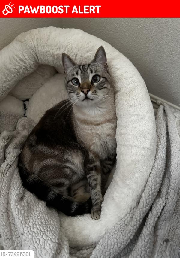 Lost Male Cat last seen Shanley ave, Apache Junction, AZ 85120