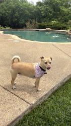 Reunited Male Dog last seen Simmons and Sentinel Oak, Flower Mound, TX 75022