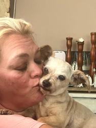 Lost Female Dog last seen 31st and Seneca, Wichita, KS 67217