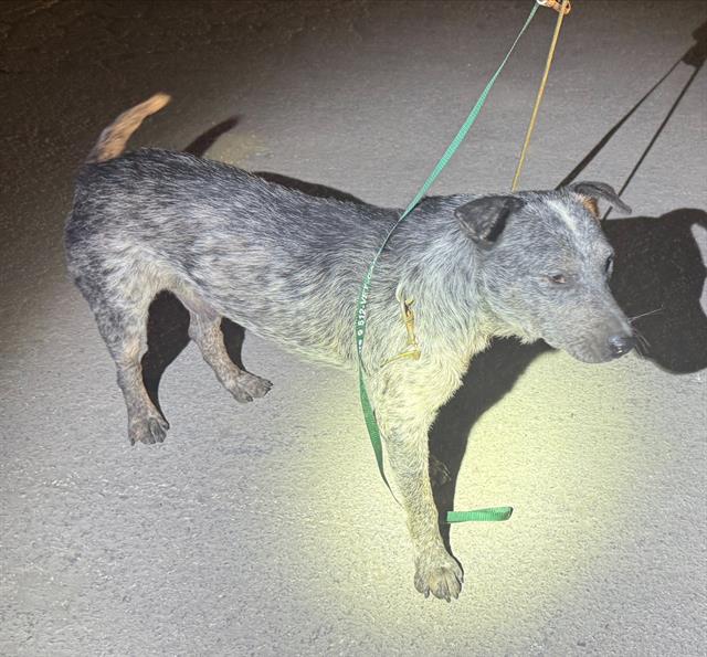 Shelter Stray Male Dog last seen Near BLOCK OF MORALES, 4710 TX-151, San Antonio, TX 78227, USA