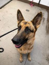 Shelter Stray Female Dog last seen , 4000 N Silverbell Rd, Tucson, AZ 85745, USA