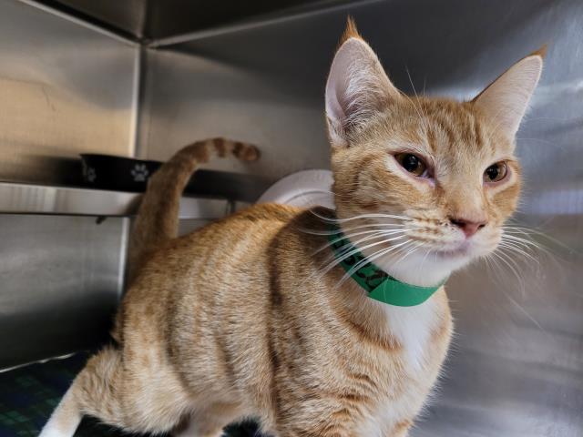 Shelter Stray Female Cat last seen , 957 N Gaffey St, San Pedro, CA 90731, USA