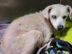 Shelter Stray Female Dog last seen , 957 N Gaffey St, San Pedro, CA 90731, USA