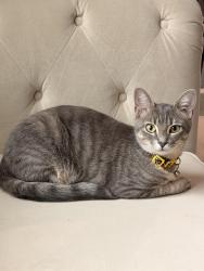 Lost Female Cat last seen Near imperial blv mckinney tx 75071, McKinney, TX 75071