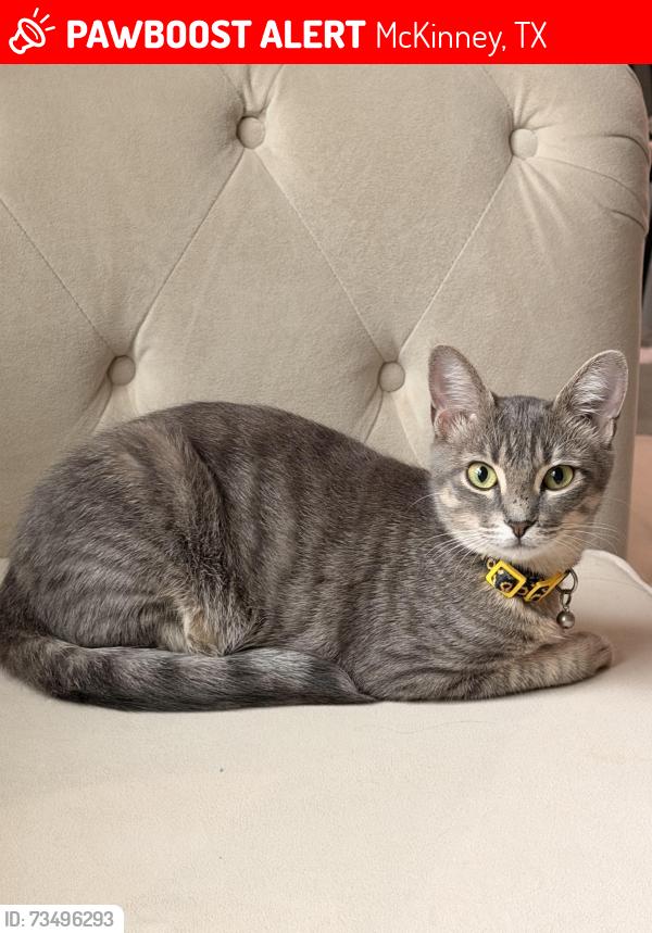 Lost Female Cat last seen Near imperial blv mckinney tx 75071, McKinney, TX 75071