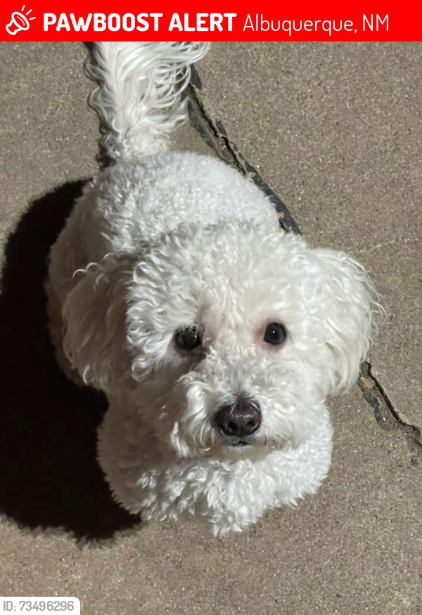 Lost Female Dog last seen 98th and sage, Albuquerque, NM 87121
