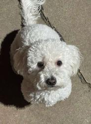Lost Female Dog last seen 98th and sage, Albuquerque, NM 87121