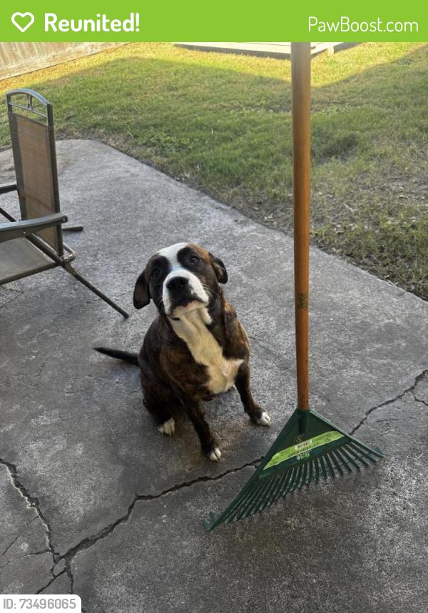 Reunited Male Dog last seen Preston and oak ave, Pasadena, TX 77503