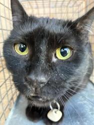 Shelter Stray Unknown Cat last seen Near BLOCK NE 122ND ST, OKLAHOMA CITY OK 73114, 2811 SE 29th St, Oklahoma City, OK 73129, USA