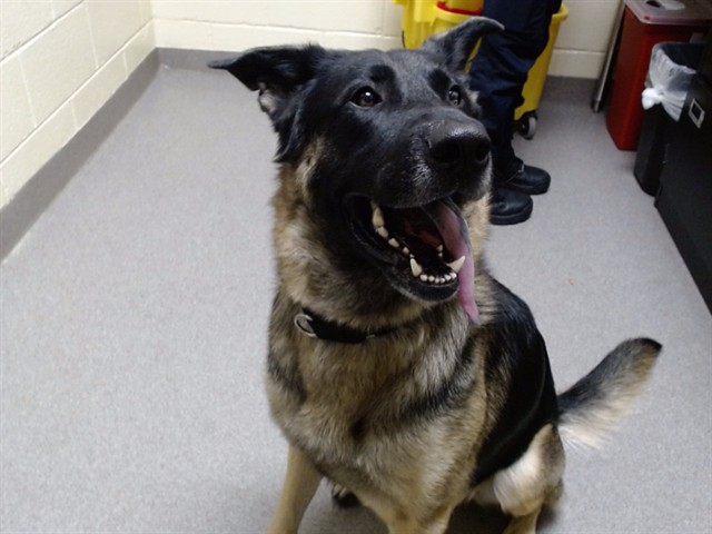 Shelter Stray Male Dog last seen Near BLOCK E PENSACOLA PL, DENVER CO 80239, 1241 W Bayaud Ave, Denver, CO 80223, USA