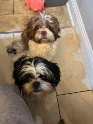 Reunited Male Dog last seen Near Bald Eagle way Grand Prairie, tx 75052, Grand Prairie, TX 75052