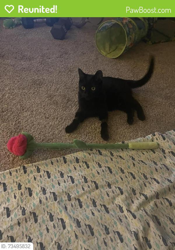 Reunited Male Cat last seen Building 10K ridge at roper mountain, Greenville, SC 29615