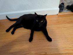 Reunited Male Cat last seen Moraga Via and Rheem Blvd, Orinda, CA 94556