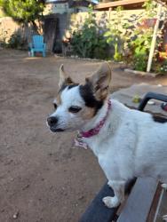 Lost Female Dog last seen 93rd Ave & Fillmore St, Phoenix, AZ 85043