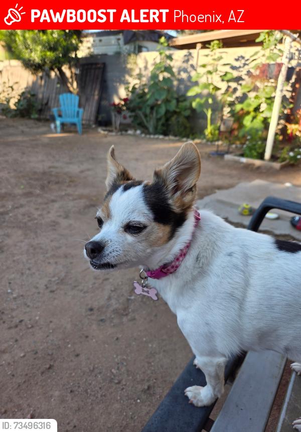 Lost Female Dog last seen 93rd Ave & Fillmore St, Phoenix, AZ 85043