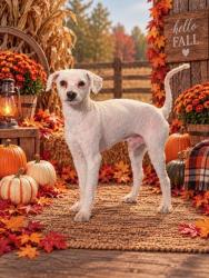 Shelter Stray Male Dog last seen STOCKTON BLVD & 47TH AVE, 2127 Front St, Sacramento, CA 95818, USA
