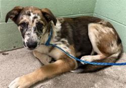 Shelter Stray Male Dog last seen INNOVATOR DR & ARENA BLVD, 2127 Front St, Sacramento, CA 95818, USA