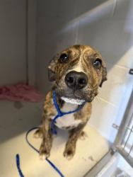 Shelter Stray Male Dog last seen FRONT ST & U ST, 2127 Front St, Sacramento, CA 95818, USA