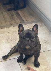 Reunited Male Dog last seen Bodega, Spring Valley, NV 89103