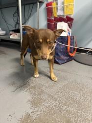 Shelter Stray Female Dog last seen NATOMA STATION DR at INGERSOLL WAY, Folsom, CA, 6201 Florin Perkins Rd, Sacramento, CA 95828, USA