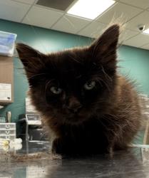 Shelter Stray Male Cat last seen Tollgate Rd and E 236th St, Hamilton County, IN, 10501 Hague Rd, Fishers, IN 46038, USA