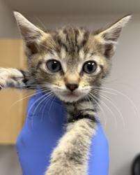 Shelter Stray Female Cat last seen Ellenwood ave adn routier rd, Rancho Cordova, CA, 6201 Florin Perkins Rd, Sacramento, CA 95828, USA