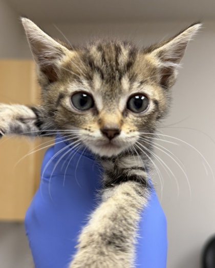 Shelter Stray Female Cat last seen Ellenwood ave adn routier rd, Rancho Cordova, CA, 6201 Florin Perkins Rd, Sacramento, CA 95828, USA