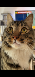 Reunited Male Cat last seen Off Gilbert road, Reservoir, VIC 3073