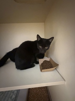 Shelter Stray Male Cat last seen Near Valley Bluff Dr, 30340, GA, 3280 Chamblee Dunwoody Rd, Chamblee, GA 30341, USA