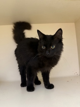 Shelter Stray Male Cat last seen Near Valley Bluff Dr, 30340, GA, 3280 Chamblee Dunwoody Rd, Chamblee, GA 30341, USA