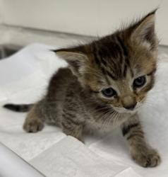 Shelter Stray Female Cat last seen Near 79th Ave, Oakland, CA, 1101 29th Ave, Oakland, CA 94601, USA