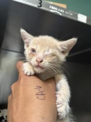 Shelter Stray Male Cat last seen Near Seminary Ave, Oakland, CA, 1101 29th Ave, Oakland, CA 94601, USA