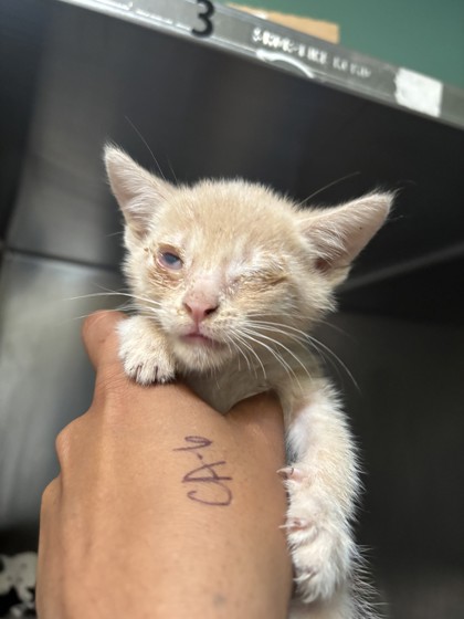 Shelter Stray Male Cat last seen Near Seminary Ave, Oakland, CA, 1101 29th Ave, Oakland, CA 94601, USA