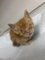 Shelter Stray Female Cat last seen Near Seminary Ave, Oakland, CA, 1101 29th Ave, Oakland, CA 94601, USA