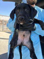 Shelter Stray Male Dog last seen N Academy Ave & CA-168, Clovis Zone Fresno CO 4 93619, CA, 1510 W Dan Ronquillo Dr, Fresno, CA 93706, USA