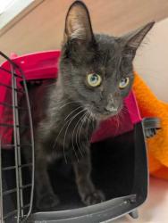 Shelter Stray Male Cat last seen E 51st St and Indiana Ave, 64130, MO, 7077 Elmwood Ave, Kansas City, MO 64132, USA