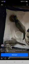 Reunited Unknown Cat last seen Ne 44th St and ne 128th ave, Vancouver, WA 98682